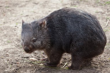Common wombat (Vombatus ursinus). clipart