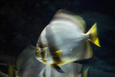 Orbicular Batfish (Platax orbicularis).