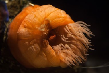 Beadlet anemon (Actinia atlar).
