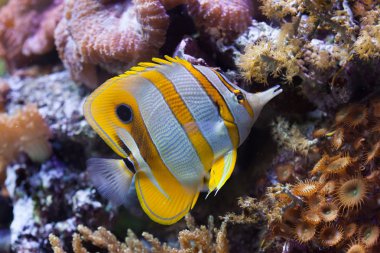 Copperband butterflyfish (chelmon rostratus'u).