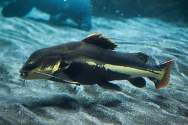 Kırmızı kuyruklu yayın balığı (Phractocephalus hemioliopterus).