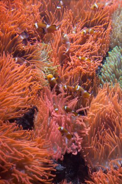Ocellaris palyaço balığı (Amphiprion ocellaris).