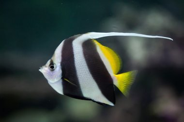 Flama coralfish (Heniochus acuminatus).