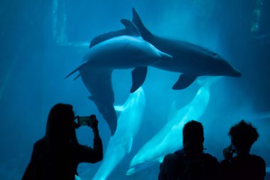 Ortak şişe burunlu yunus (Tursiops truncatus). 