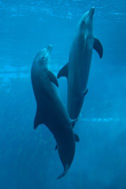 Ortak şişe burunlu yunus (Tursiops truncatus). 