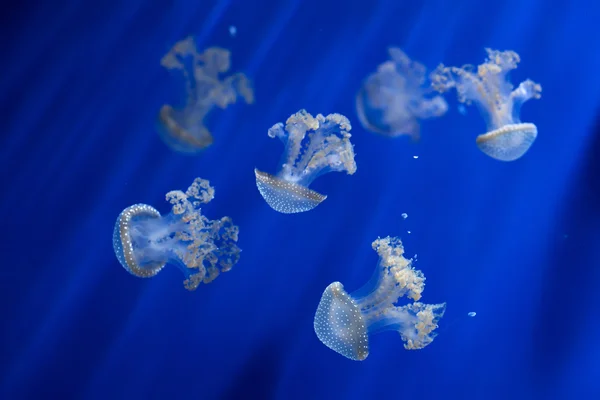 Medusas de manchas blancas (Phyllorhiza punctata ). —  Fotos de Stock