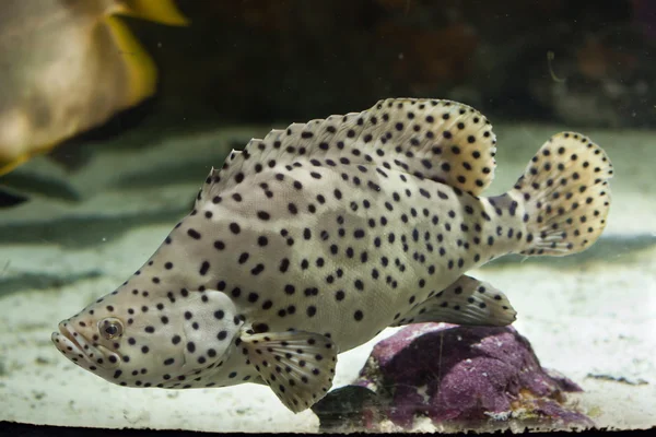 Knölvalar grouper (Cromileptes altivelis). — Stockfoto