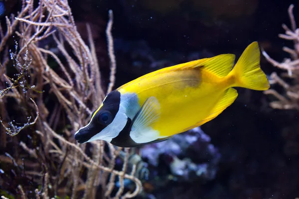 Foxface rabbitfish (Siganus vulpinus). — Stock Photo, Image