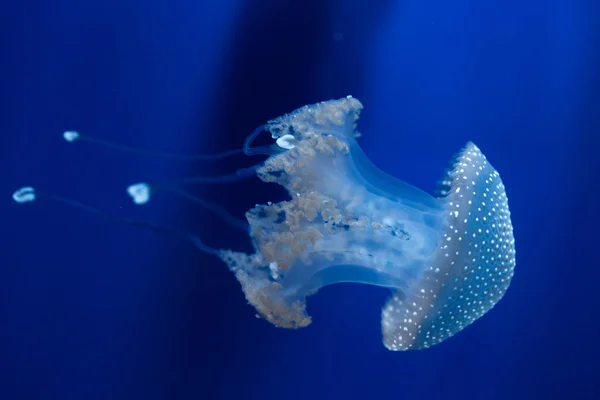 White-spotted jellyfish (Phyllorhiza punctata). — Stock Photo, Image
