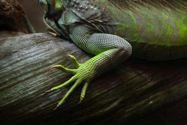 Yeşil iguana (Iguana Iguana). — Stok fotoğraf