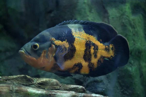 Oscar (Astronotus ocellatus). — Stock Fotó