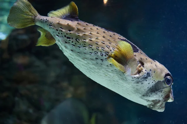 Longspined porcupinefish (Diodon holocanthus). — Stok fotoğraf