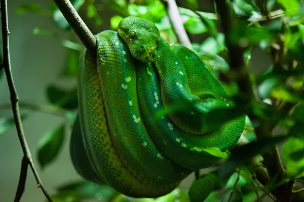 緑の木 python (モレリア viridis). — ストック写真