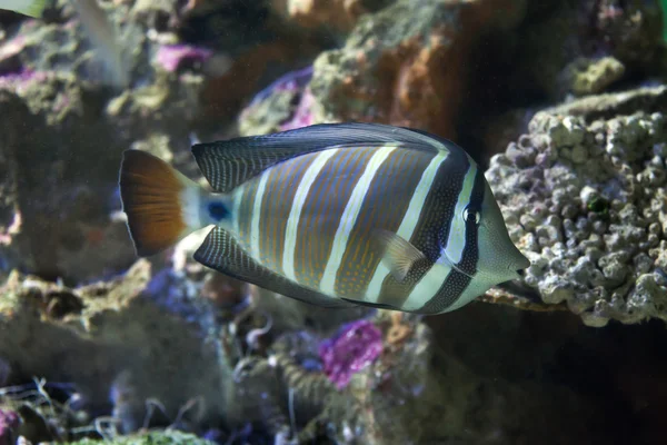 Sailfin 탕 (Zebrasoma veliferum). — 스톡 사진