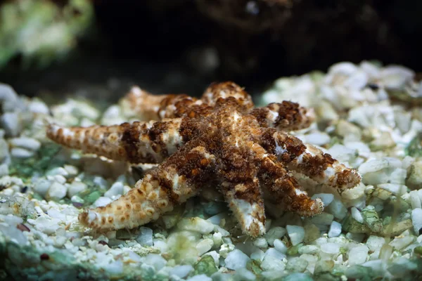 Fehér csillag (Coscinasterias-tenuispina). — Stock Fotó