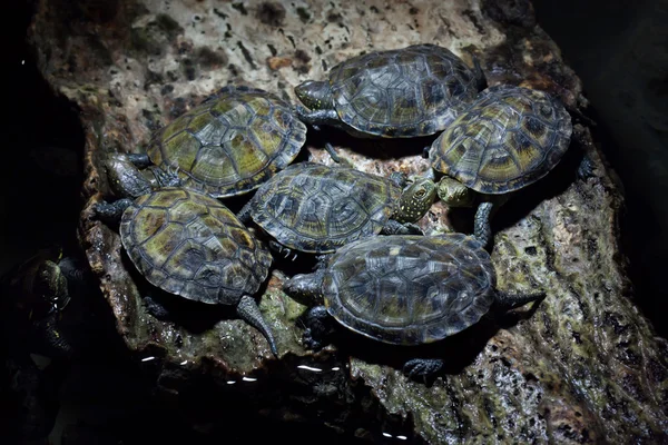 Europäische Teichschildkröten (emys orbicularis)). — Stockfoto