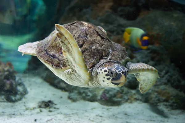 Żółw karetta (Caretta caretta). — Zdjęcie stockowe