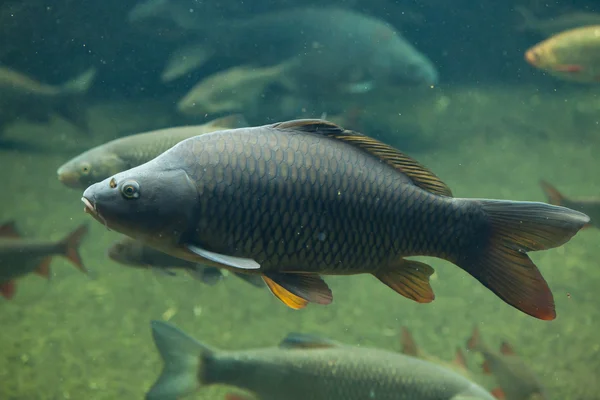 Carpas comuns selvagens (Cyprinus carpio ). — Fotografia de Stock