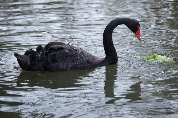 Zwarte zwaan (Cygnus atratus)). — Stockfoto