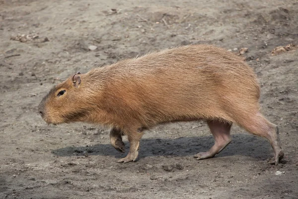 Capybara (Hidrochoerus hydrochaeris ). — Stok Foto