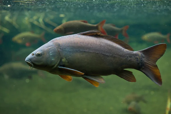 Mirror carps (Cyprinus carpio carpio) — Stock Photo, Image