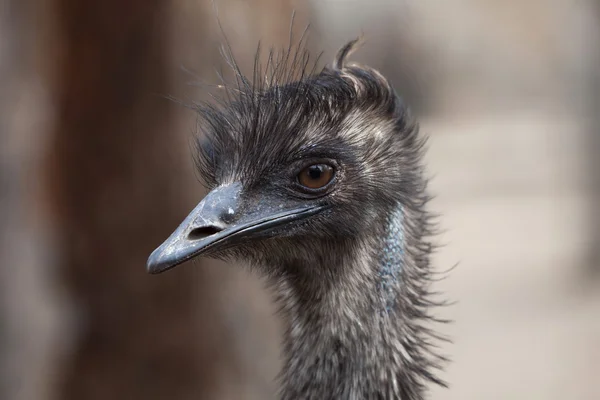 Emu (emu novaehollandiae). — Fotografia de Stock