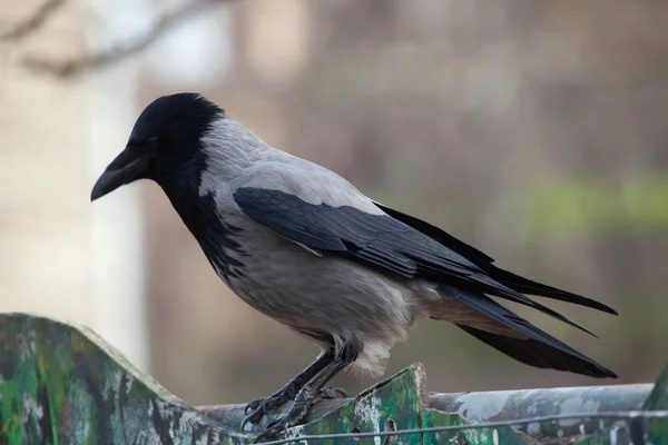 Cuervo encapuchado (Corvus cornix ). — Foto de Stock