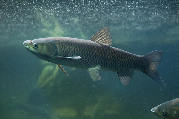 Grass carps (Ctenopharyngodon idella). — Stock Photo, Image