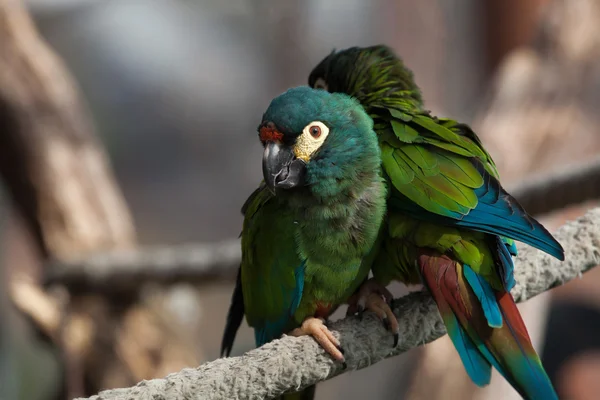 Modrá okřídlený papoušek (Primolius maracana) — Stock fotografie