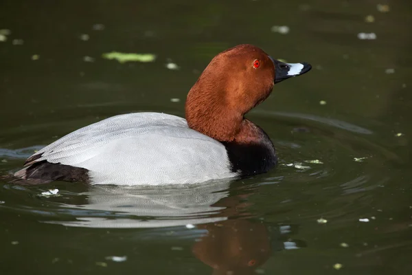 일반적인 Pochard (Aythya ferina). — 스톡 사진