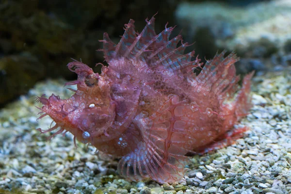 Weedy scorpionfish (Rhinopias frondosa). — Stock Photo, Image
