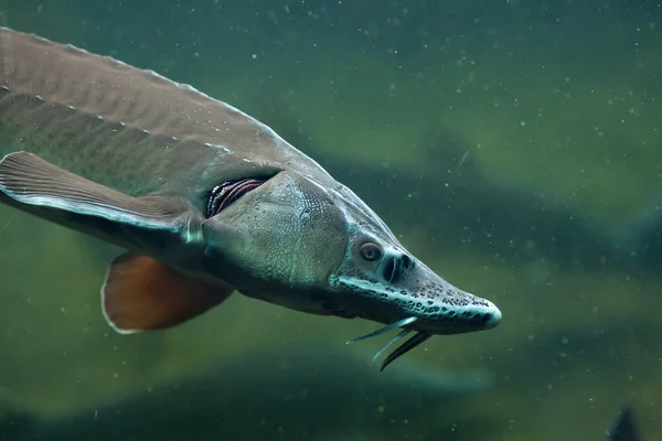 Esturión siberiano (Acipenser baerii ). — Foto de Stock