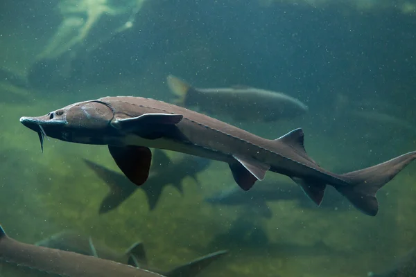 Siberian sturgeon (Acipenser baerii). — Stock Photo, Image