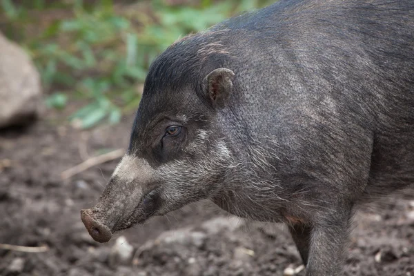 Visayan warty pig (Sus cebifrons). — Stock Photo, Image