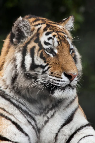 Tigre siberiano (PANTHERA TIGRIS ALTAICA) — Foto de Stock