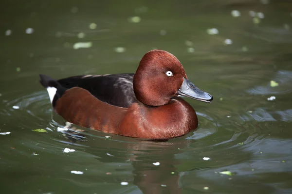 유라시아 wigeon (아나 페넬로페). — 스톡 사진