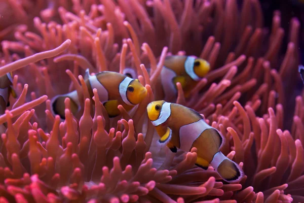 Ocellaris clownfish (Amphiprion ocellaris). — Stock Photo, Image