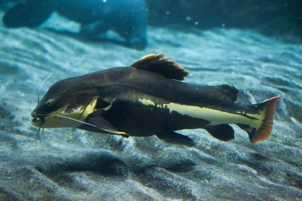 Kırmızı kuyruklu yayın balığı (Phractocephalus hemioliopterus).