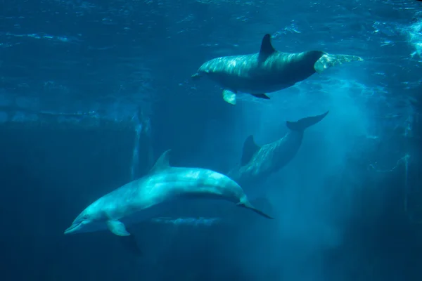 Golfinhos-de-garrafa comuns (Tursiops truncatus ). — Fotografia de Stock