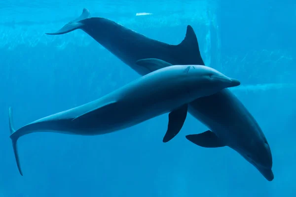 Wspólnej bottlenose delfiny (Tursiops truncatus). — Zdjęcie stockowe