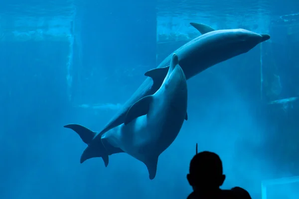 Golfinhos-de-garrafa comuns (Tursiops truncatus ). — Fotografia de Stock