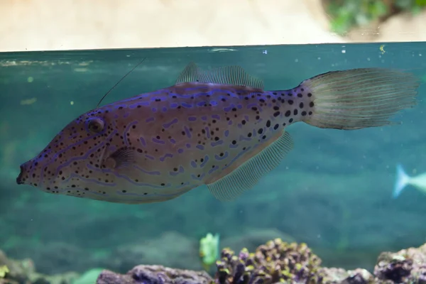 Chaqueta de cuero garabateado filefish — Foto de Stock