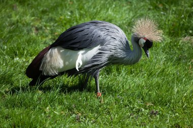 Doğu Afrika vinç (Balearica regulorum gibbericeps taç).