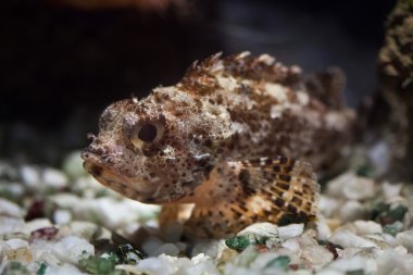 Siyah scorpionfish (Scorpaena porcus).