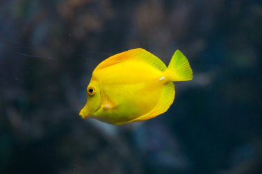 Sarı Tang (Zebrasoma flavescens).