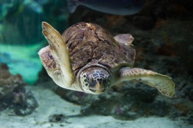 Deniz kaplumbağası (Caretta caretta).