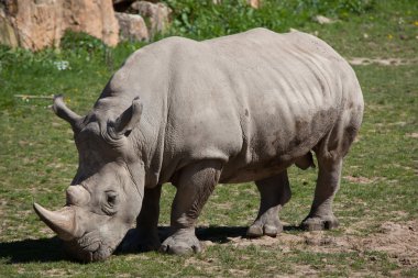 Southern white rhinoceros  clipart