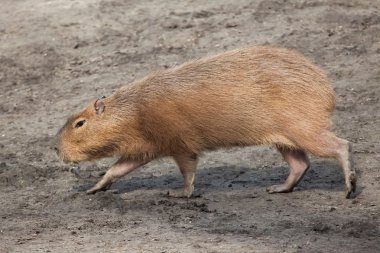 Capibara (Hydrochoerus hydrochaeris).