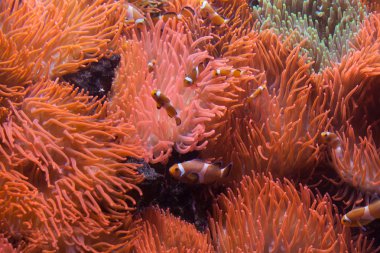 Ocellaris palyaço balığı (Amphiprion ocellaris).