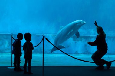 Yaygın şişe burunlu yunus (Tursiops truncatus)). 